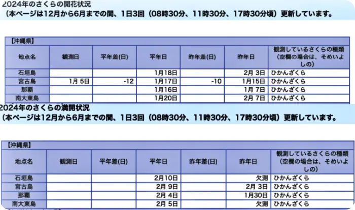 오키나와 벚꽃 시기