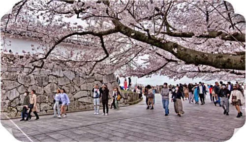 Read more about the article 후쿠오카 3월 날씨, 벚꽃시기, 명소, 옷차림, 이심할인, 항공 티켓가격, 비정보