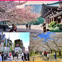 후쿠오카 4월 날씨, 비 강수량, 여행 복장, 벚꽃 만개 시기, 항공권, 유심가격