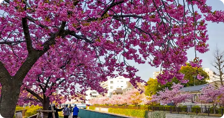 요코코강 벚꽃