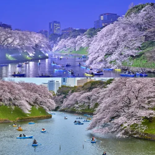 Read more about the article 일본 도쿄 벚꽃 명소 11곳,  특징, 벚꽃 개화, 만개 시기