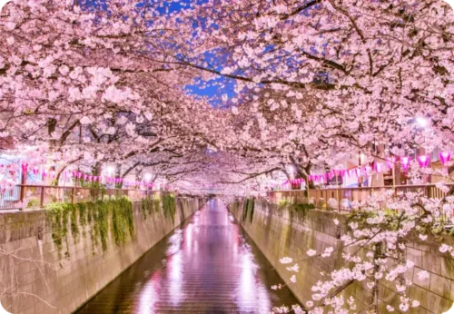 Read more about the article 도쿄 3월 날씨, 벚꽃 개화 시기, 명소, 심카드 할인, 비, 옷, 항공 티켓가격
