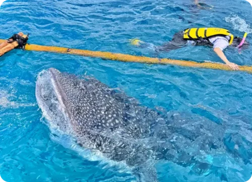 Read more about the article 보홀 고래상어 투어 후기, 가격, 예약 방법, 주의점, 준비물, 위치, 심카드 할인